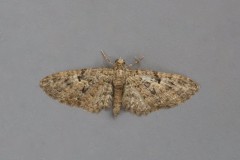 Eupithecia pusillata - Juniper Pug, Woodside Nurseries, Austerfield.