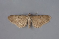 Eupithecia satyrata - Satyr Pug, Woodside Nurseries, Austerfield.