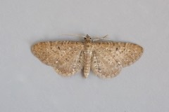 Eupithecia satyrata - Satyr Pug, Woodside Nurseries, Austerfield.