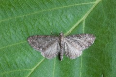 Eupithecia subfuscata - Grey Pug, Woodside Nurseries, Austerfield.