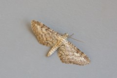 Eupithecia subumbrata - Shaded Pug, Woodside Nurseries, Austerfield.