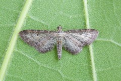 Eupithecia subumbrata - Shaded Pug, Woodside Nurseries, Austerfield.