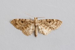 Eupithecia tantillaria - Dwarf Pug, Woodside Nurseries, Austerfield.