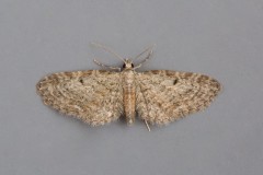 Eupithecia tenuiata - Slender Pug, Austerfield.