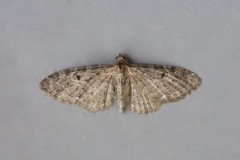 Eupithecia virgaureata - Golden-rod Pug, Woodside Nurseries, Austerfield.