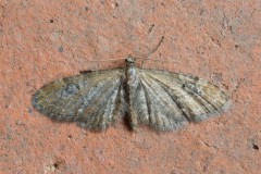 Eupithecia vulgata - Common Pug, Woodside Nurseries, Austerfield.