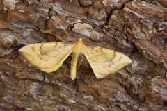 Gandaritis pyraliata - Barred Straw, Woodside Nurseries, Austerfield.