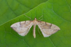 Gandaritis pyraliata - Barred Straw, Woodside Nurseries, Austerfield.