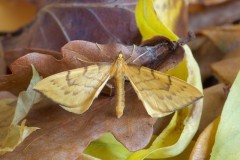 Gandaritis pyraliata - Barred Straw, Woodside Nurseries, Austerfield.