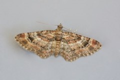 Gymnoscelis rufifasciata - Double-striped Pug, Woodside Nurseries, Austerfield.