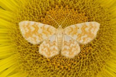 Hydrelia flammeolaria - Small Yellow Wave, Woodside Nurseries, Austerfield.