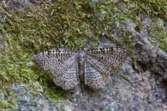 Hydria undulata - Scallop Shell, Woodside Nurseries, Austerfield.