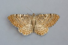 Hydria undulata - Scallop Shell, Woodside Nurseries, Austerfield.