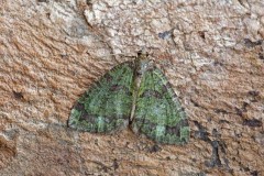 Hydriomena furcata - July Highflyer, Woodside Nurseries, Austerfield.