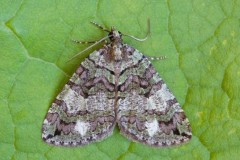 Hydriomena furcata - July Highflyer, Woodside Nurseries, Austerfield.