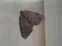 Hydriomena furcate - July Highflier, Cusworth Lane, Doncaster