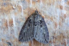 Hydriomena impluviata - May Highflyer, Woodside Nurseries, Austerfield.