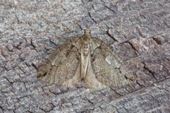 Hydriomena impluviata - May Highflyer, Woodside Nurseries, Austerfield.