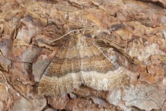 Larentia clavaria - The Mallow, Woodside Nurseries, Austerfield