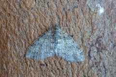 Lobophora halterata - The Seraphim, Woodside Nurseries, Austerfield.