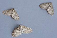 Lobophora halterata - The Seraphim, Woodside Nurseries, Austerfield.