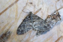 Lobophora halterata - The Seraphim, Woodside Nurseries, Austerfield.