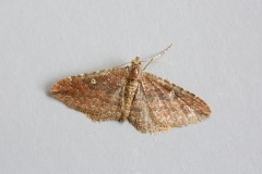 Nycterosea obstipata - The Gem, Woodside Nurseries, Austerfield.