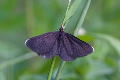 Odezia atrata - Chimney Sweeper, Eaton Wood, Notts.