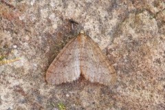 Operophtera brumata - Winter Moth, Woodside Nurseries, Austerfield.