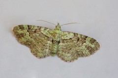 Pasiphila rectangular - Green Pug, Woodside Nurseries, Austerfield.