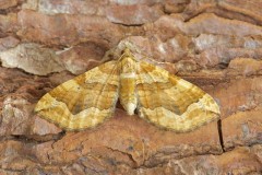 Pelurga comitata - Dark Spinach, Woodside Nurseries, Austerfield.