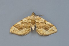 Pelurga comitata - Dark Spinach, Woodside Nurseries, Austerfield.