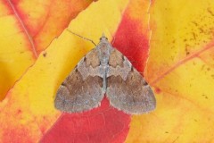 Pennithera firmata - Pine Carpet, Woodside Nurseries, Austerfield.