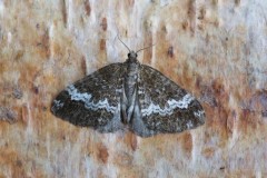 Perizoma alchemillata - Small Rivulet, Woodside Nurseries, Austerfield.