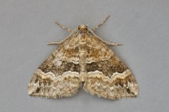 Perizoma bilanciata - Barred Rivulet, Woodside Nurseries, Austerfield.