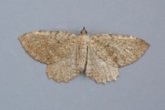 Philereme vetulata - Brown Scallop, Woodside Nurseries, Austerfield.