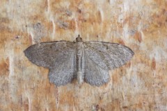 Philereme vetulata - Brown Scallop, Woodside Nurseries, Austerfield.