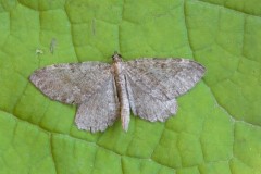 Philereme vetulata - Brown Scallop, Woodside Nurseries, Austerfield.