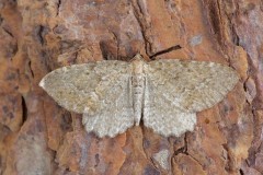 Philereme vetulata - Brown Scallop, Woodside Nurseries, Austerfield.