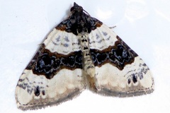 Cosmorhoe ocellata - Purple bar, Lindholme trap