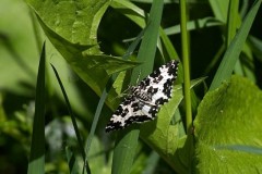 Rheumaptera hastata - Argent and Sable, Bishop Wood, Yorks.