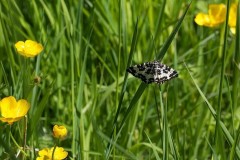 Rheumaptera hastata - Argent and Sable, Bishop Wood, Yorks.