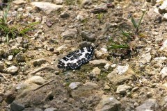 Rheumaptera hastata - Argent and Sable, Bishop Wood, Yorks.