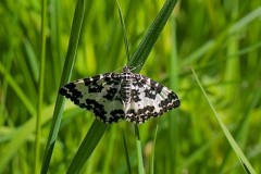 Rheumaptera hastata - Argent and Sable, Bishop Wood, Yorks.