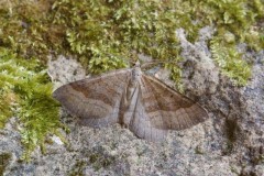 Scotopteryx chenopodiata - Shaded Broad-bar, Woodside Nurseries, Austerfield.