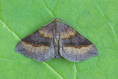 Scotopteryx chenopodiata - Shaded Broad-bar, Woodside Nurseries, Austerfield.