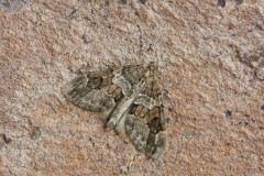 Thera britannica - Spruce Carpet, Woodside Nurseries, Austerfield.