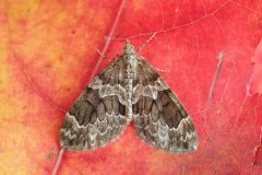 Thera britannica - Spruce Carpet, Woodside Nurseries, Austerfield.