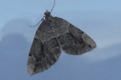 Thera juniperata - Juniper Carpet, Cusworth Lane, Doncaster