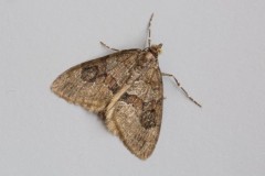 Thera obeliscata - Grey Pine Carpet, Woodside Nurseries, Austerfield.